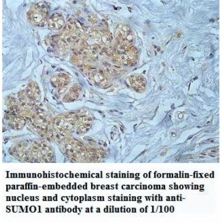 SUMO1 Antibody