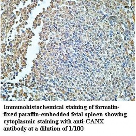 CANX Antibody