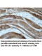 XYLT1 Antibody