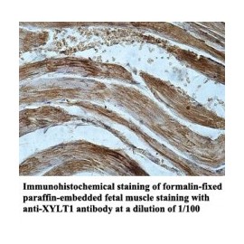 XYLT1 Antibody