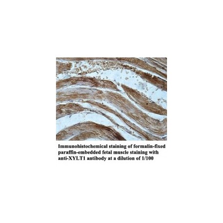 XYLT1 Antibody