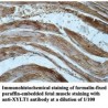 XYLT1 Antibody