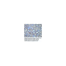 UCH37 Antibody