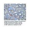UCH37 Antibody