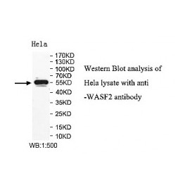 ADAMTS14 Antibody