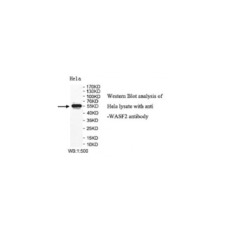 ADAMTS14 Antibody