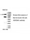 ADAMTS14 Antibody
