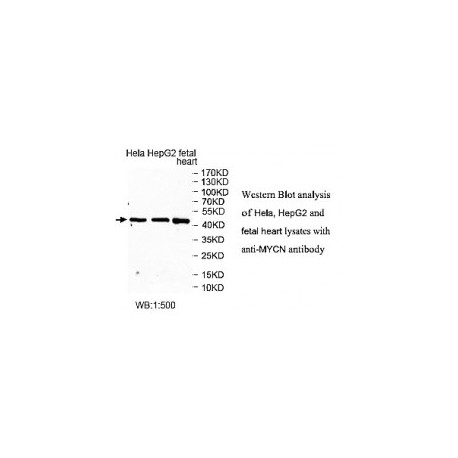 ADAMTS14 Antibody