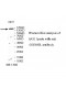 DDX60L Antibody