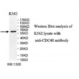 CDC40 Antibody