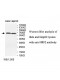 NRF2 Antibody