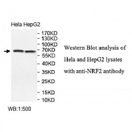 NRF2 Antibody