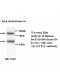 ADAMTS1 Antibody