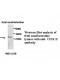 CIDEB Antibody