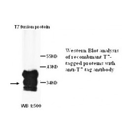 ADAMTS14 Antibody