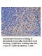 Caspase 4 Antibody