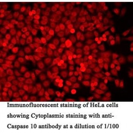 Caspase 10 Antibody