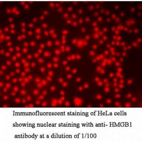 HMGB1 Antibody