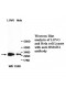 HMGB1 Antibody