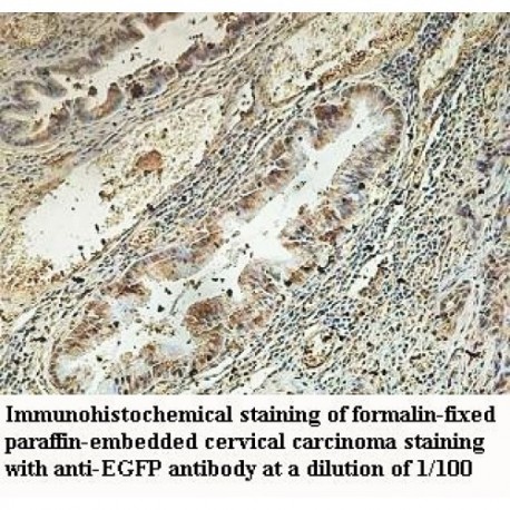 EGFP Antibody