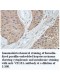 VEGFA Antibody