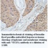 VEGFA Antibody