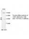 TGF Beta1 Antibody