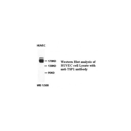 TSP1 Antibody