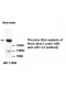 AACS Antibody