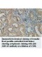 ABCA5 Antibody