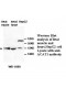 ACAT1 Antibody