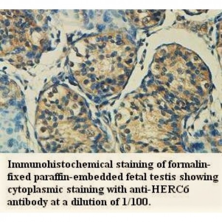 HERC6 Antibody