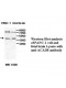 ACAD8 Antibody