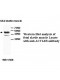 ACTL6B Antibody
