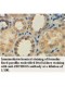 ZBTB8OS Antibody