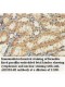 ABHD14B Antibody