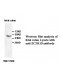 ZC3H10 Antibody