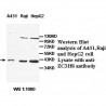 ZC3H8 Antibody