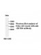 ZBTB6 Antibody
