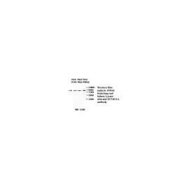 ACBD7 Antibody