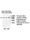 ACBD7 Antibody