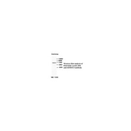 ZBTB6 Antibody