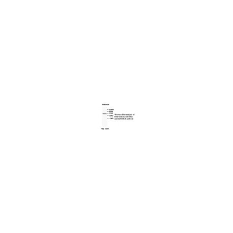 ZBTB6 Antibody