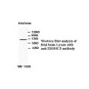 ZDHHC5 Antibody