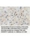 ZBTB6 Antibody