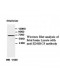 ZBTB6 Antibody