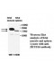 ZBTB6 Antibody