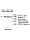 ZBTB6 Antibody