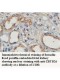 ZBTB26 Antibody