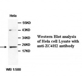 ZC4H2 Antibody